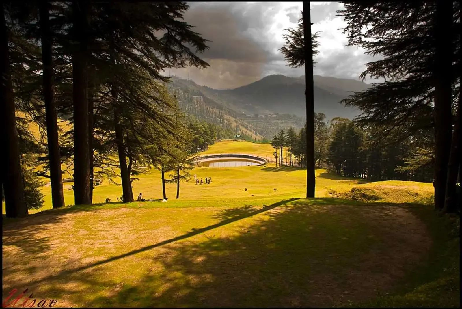 Tall deodars framing a wide flat clearing of mown grass with a pavilion at the far side, low afternoon sun across it.