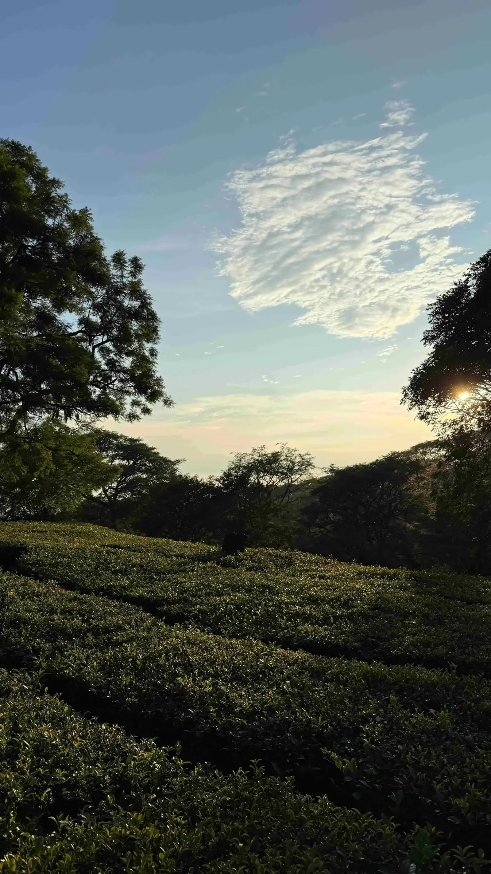 Tea rows running away down a slope at dusk with trees along the far edge.