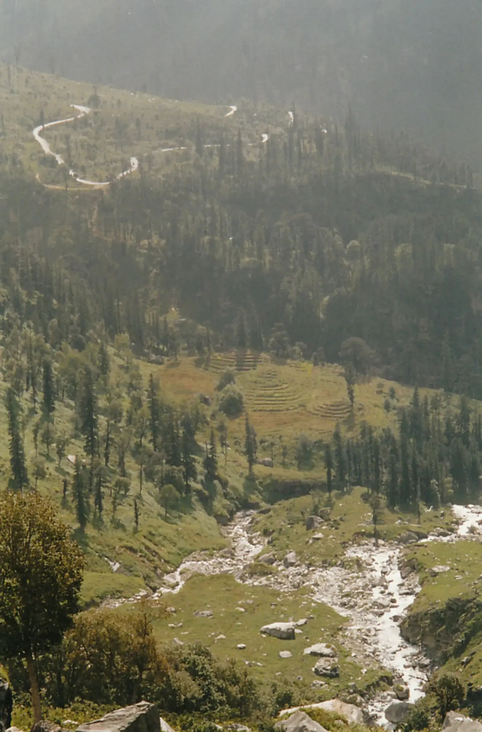 A stream running through pine forest and open meadow with terraced ground on the slope beyond.