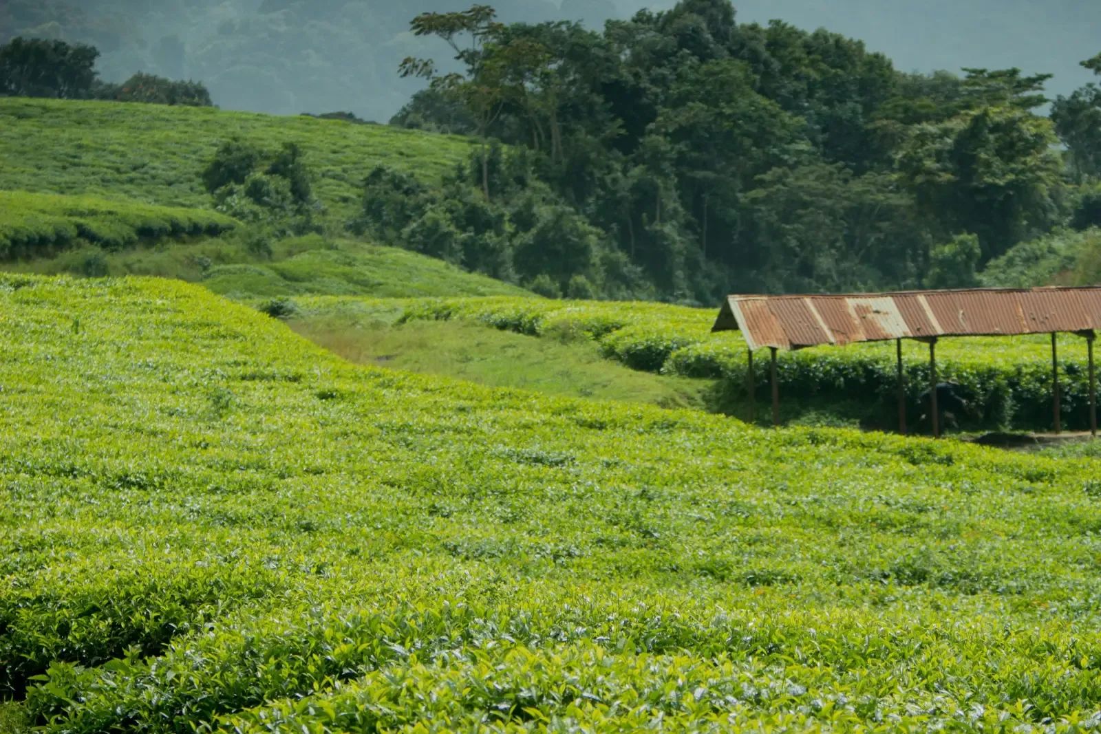 Rows of clipped tea bushes running over a rise towards a low working shed and a line of trees.
