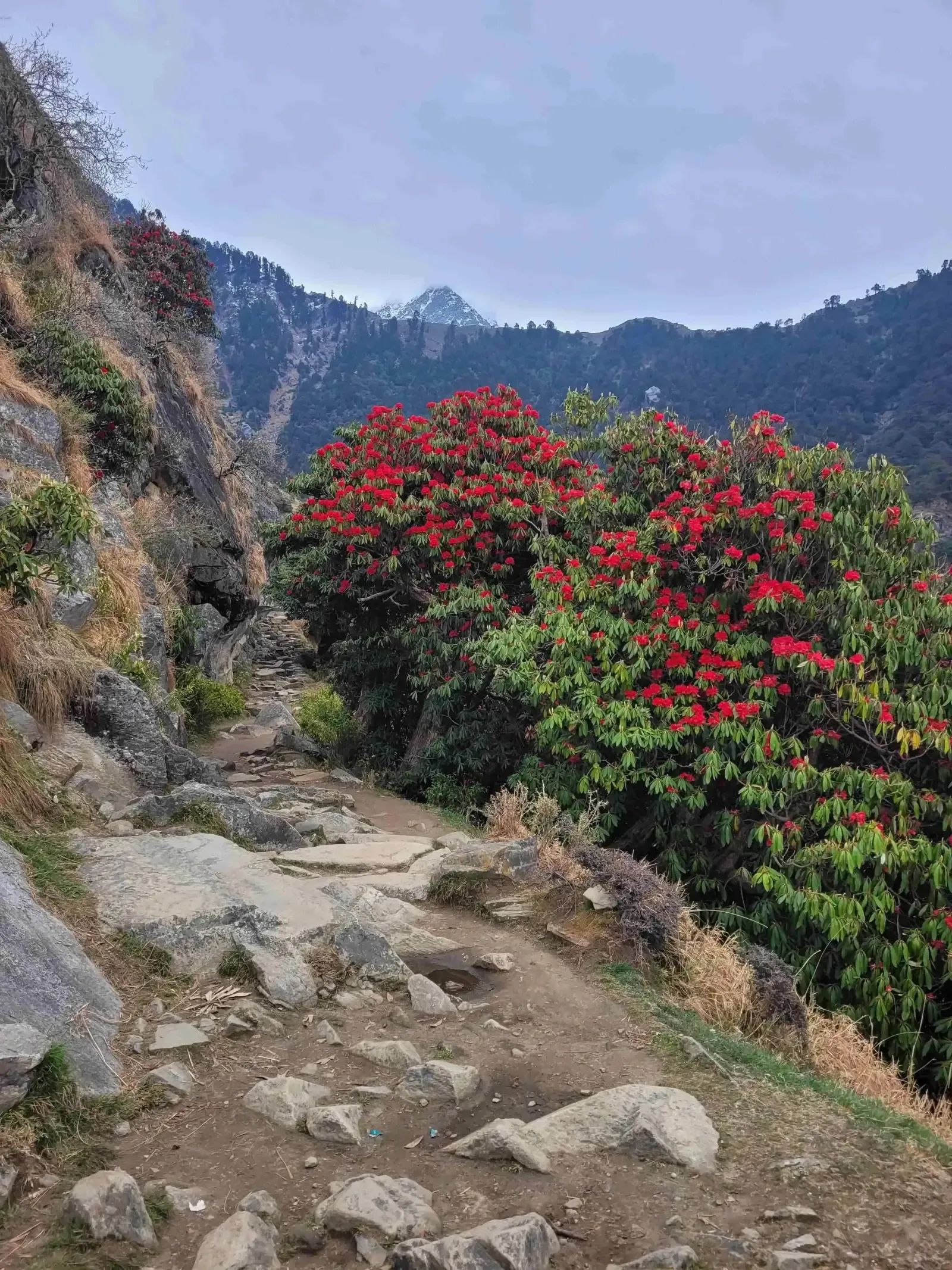Red rhododendron in flower beside a rocky path climbing a ridge, hills receding into haze behind.